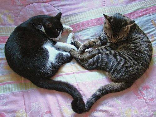Holly and gilly - Mâle (2 ans)