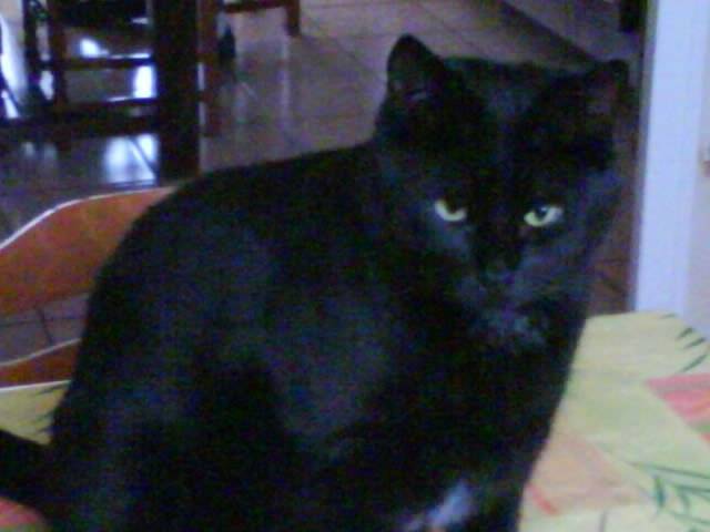 Tinous - Mâle (6 ans)