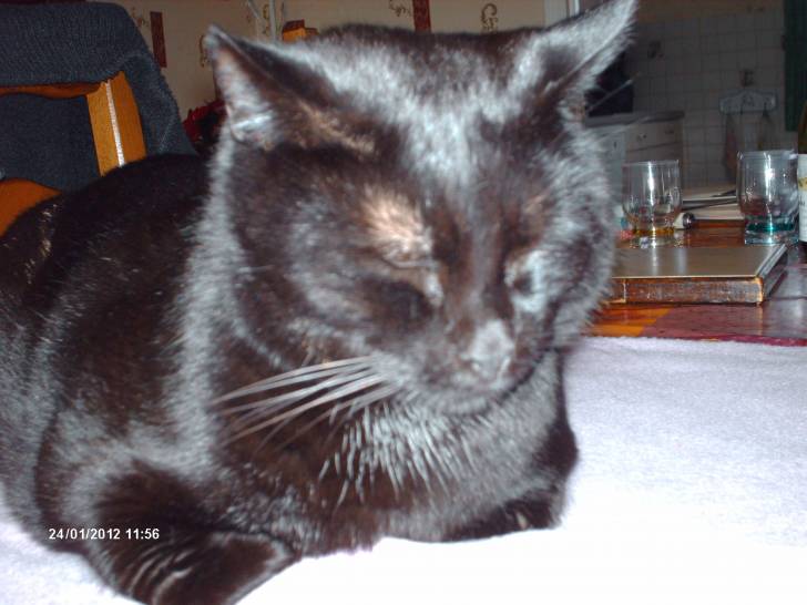 Tinous - Mâle (6 ans)