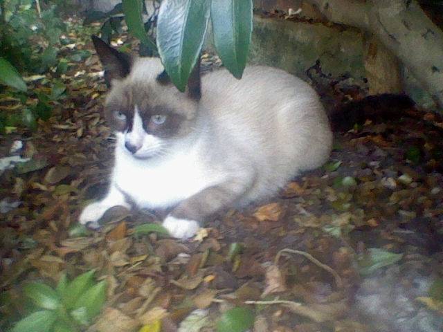 Puss -