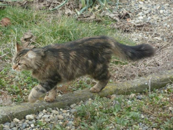 Féline - (2 ans)