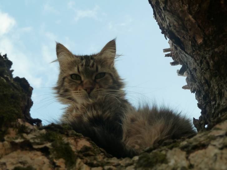 Féline - (2 ans)