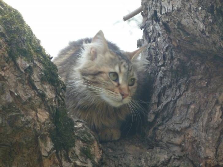 Féline - (2 ans)