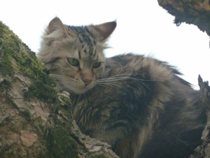 Féline - (2 ans)
