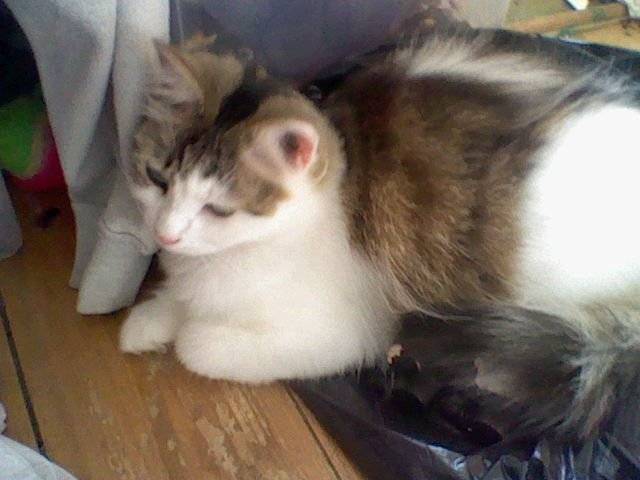 Maggie - (2 ans)