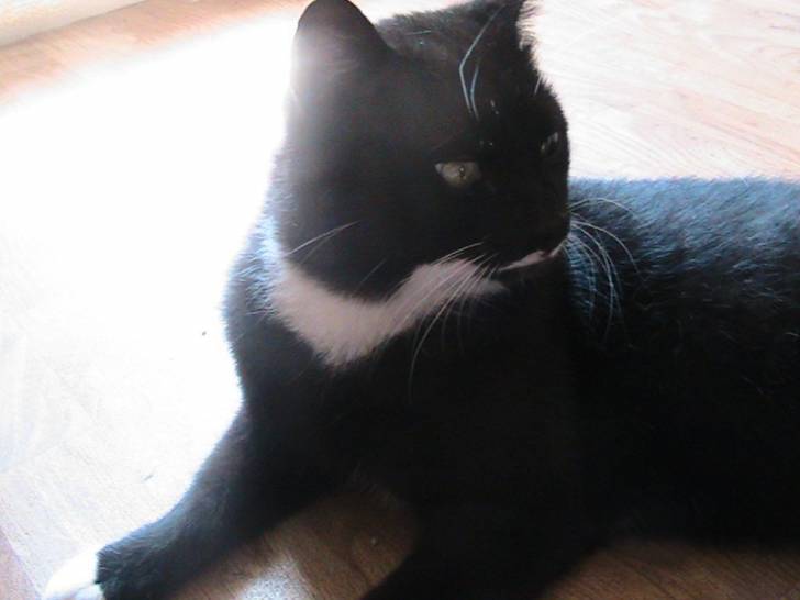 Pablo - Mâle (2 ans)