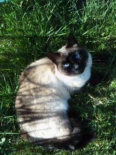 Chiquitta - (5 ans)