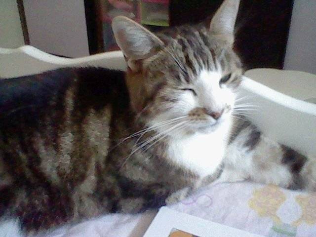 Carlotta -