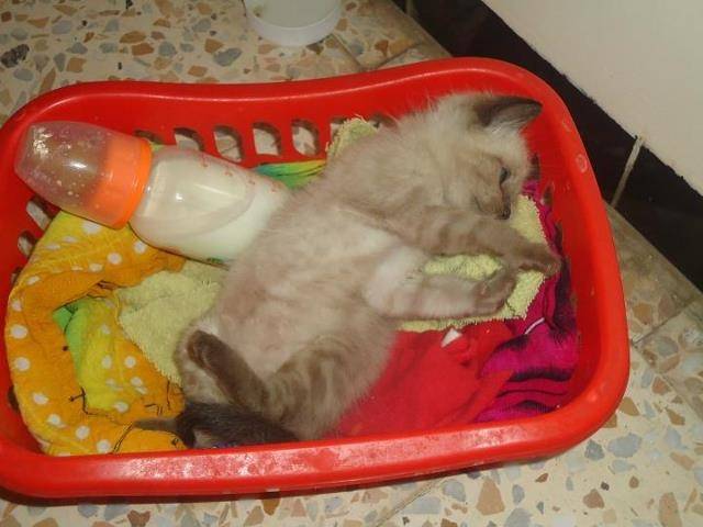 nino - Mâle (3 mois)