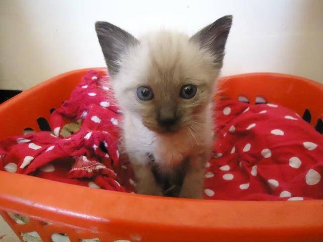 nino - Mâle (3 mois)