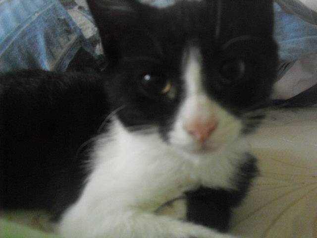 oreo - Mâle (5 mois)