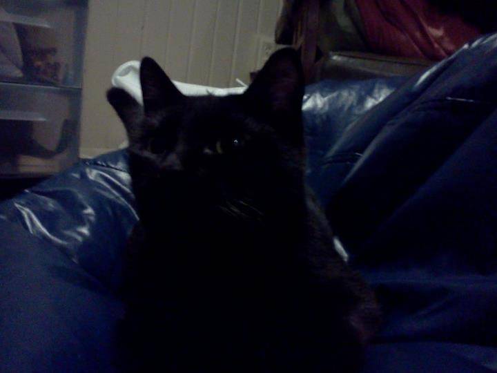 Raven - (6 mois)
