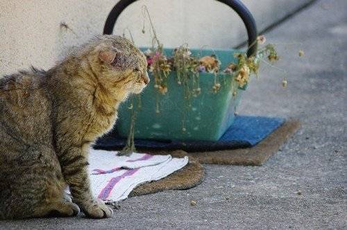 Pompon - Mâle (12 ans)
