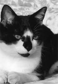 Oreo - (14 ans)
