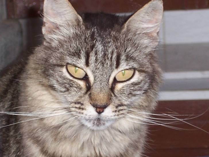 Kima - (2 ans)