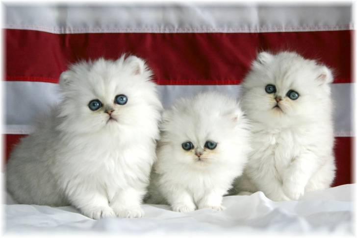 Kittens - (8 mois)