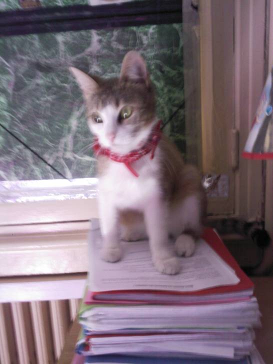 MINETTE 2 - (1 an)
