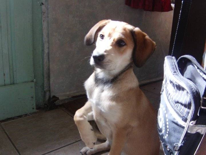 Bella - (2 ans)