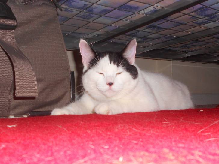 Cookie - Mâle (2 ans)