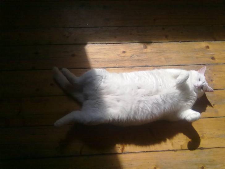 my Kitty smudge! - (2 ans)