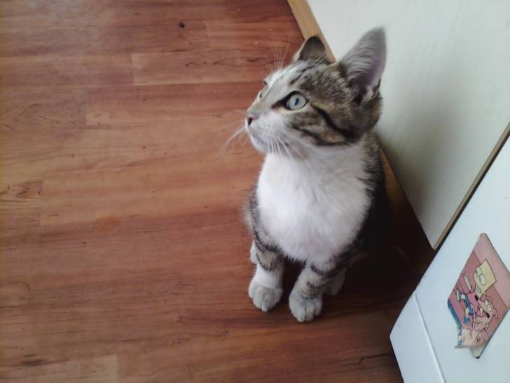 Simba - Mâle (8 mois)