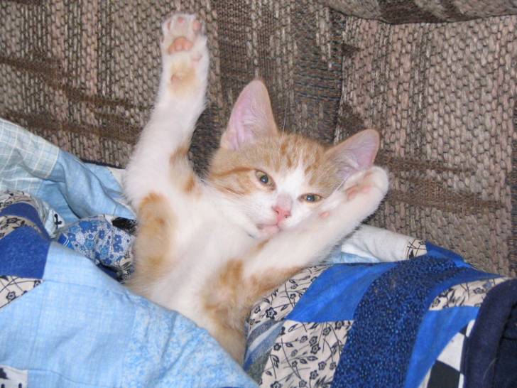 Tigger - Mâle (3 ans)