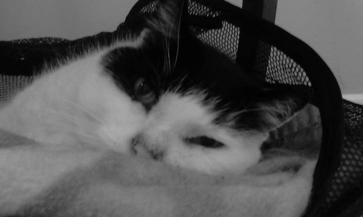 My real life cat - Mâle (16 ans)