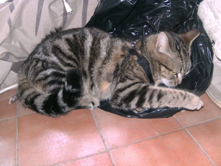 Rosalie - (2 ans)