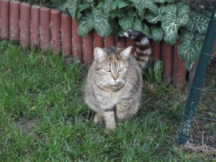 Lilas - (4 ans)