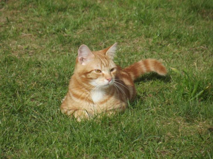 Garfield - Mâle (10 mois)