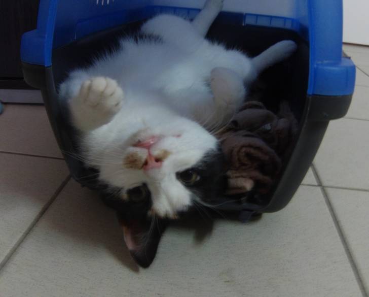 Princesse - (2 ans)