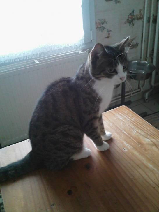 Chatigre - (13 ans)