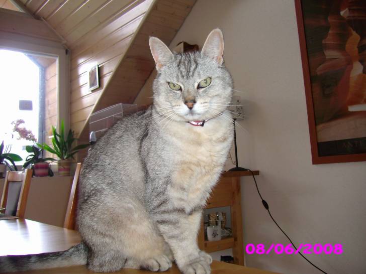 nikita - (12 ans)