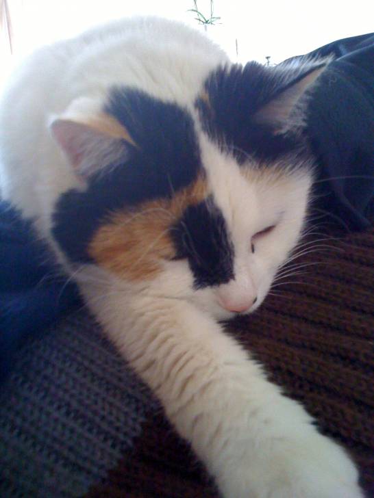lili - (11 ans)