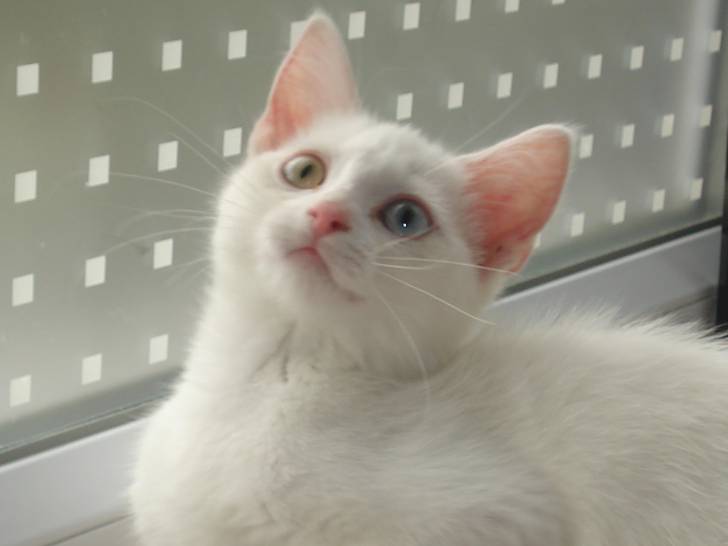 clochette - (5 ans)