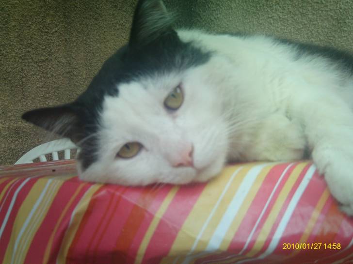lilo - Mâle (7 ans)