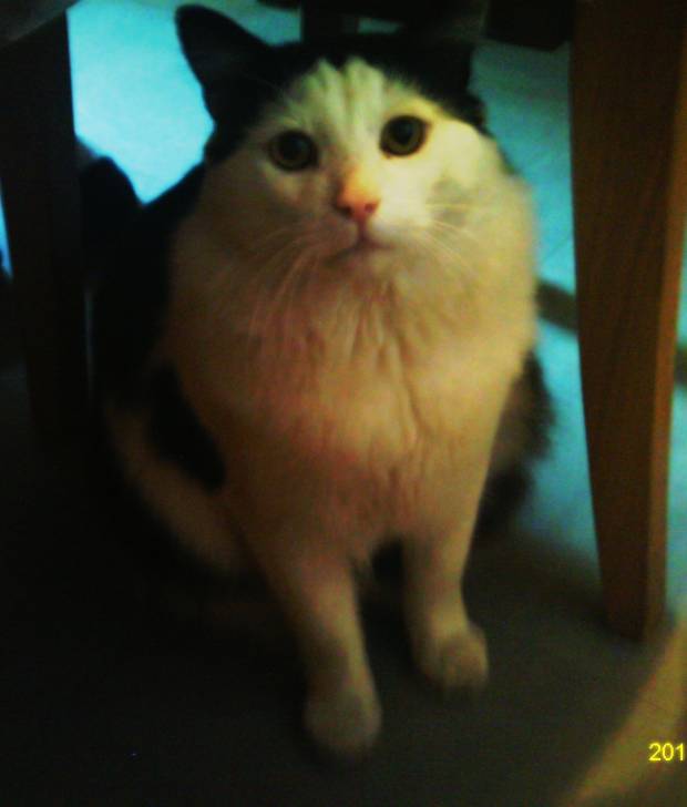 lilo - Mâle (7 ans)