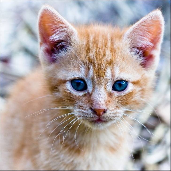 kat - (11 mois)