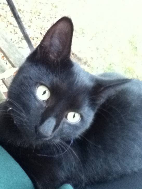 Dom RIP - Mâle (9 mois)