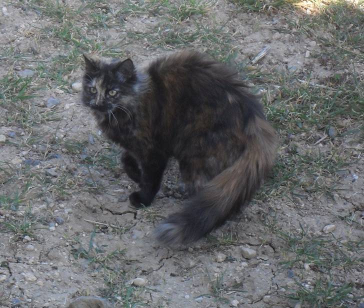 Nala (décédée) - (10 mois)