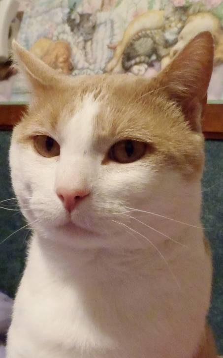 Cinnamon - Mâle (3 ans)