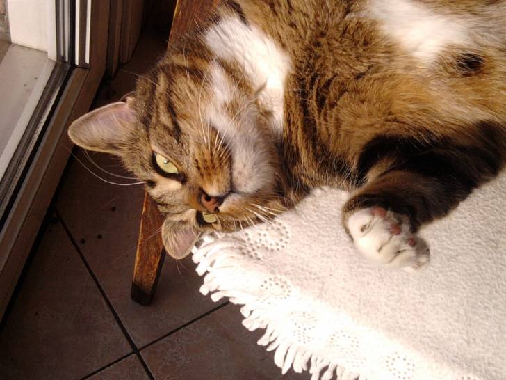 loulou - Mâle (7 ans)