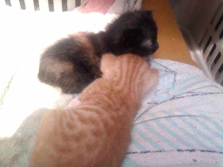 violet et lili - (1 mois)