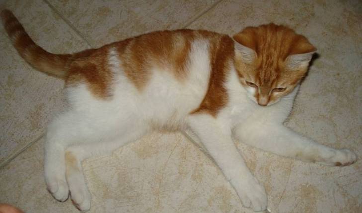 garfield - (1 an)