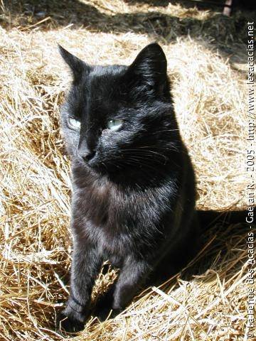 dolie - (3 ans)