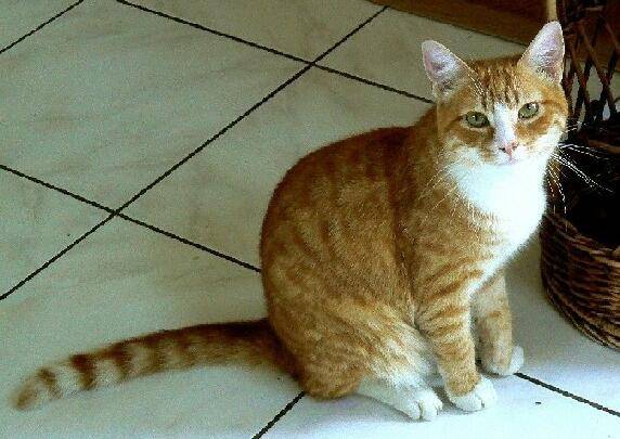 caramel - Mâle (3 ans)