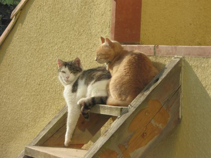 Clochette & Bouboule -