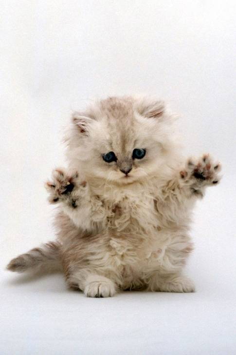 cutey - (9 mois)