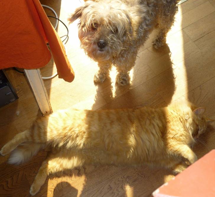 Leo et Amstrong - Mâle (4 ans)