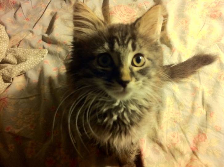 Luna - (6 mois)